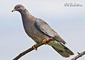 Columba fasciata